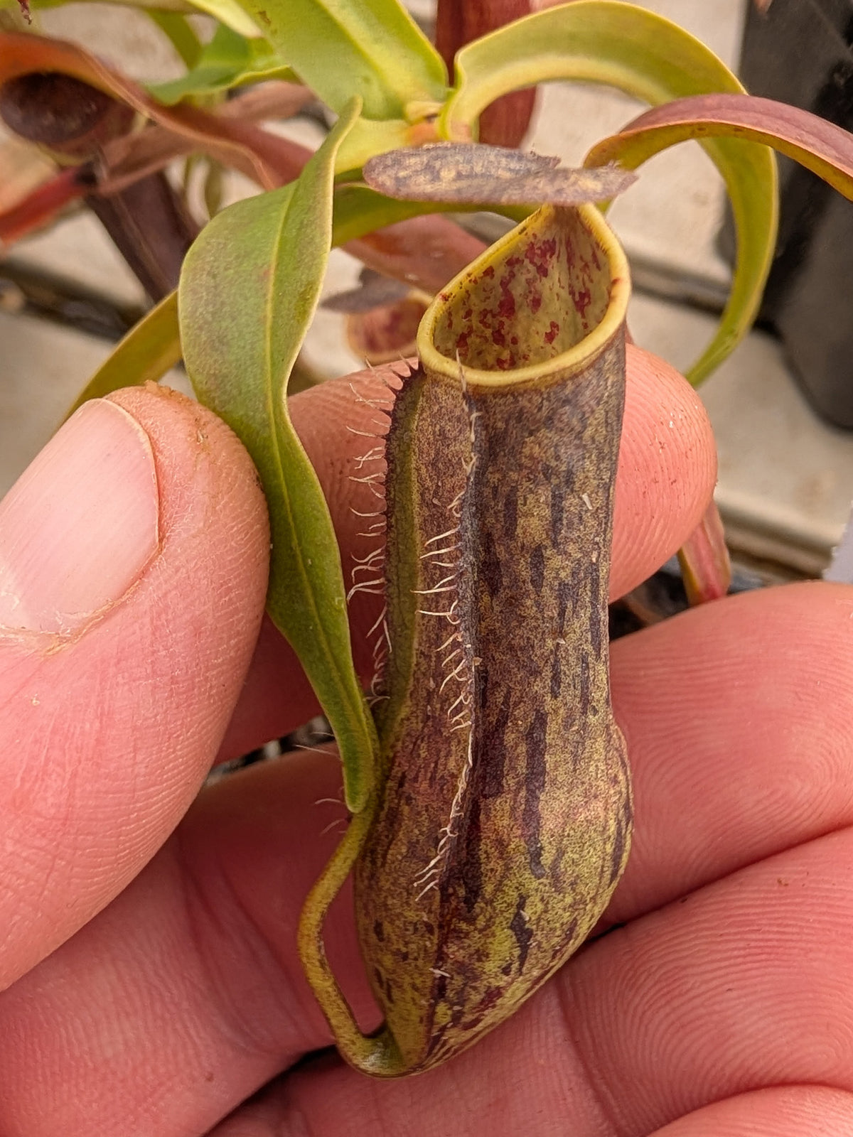 Nepenthes gracilis  BE-4703