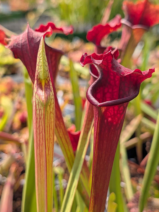 Sarracenia "Bella All Red Form"