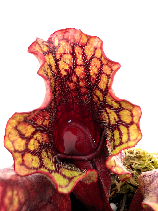 Sarracenia purpurea ssp. venosa 'Belly of Blood' x venosa Sheely Pond