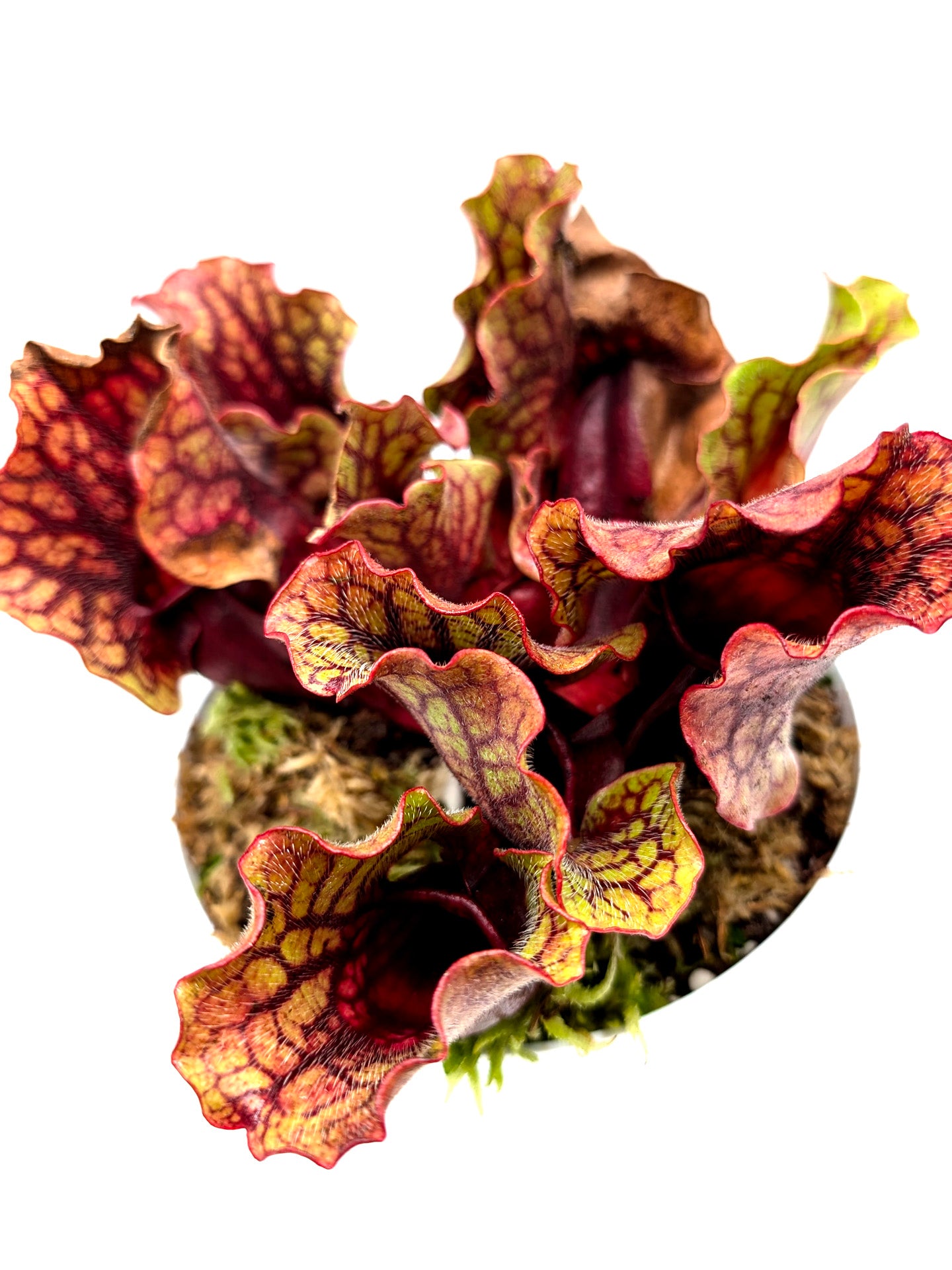 Sarracenia purpurea ssp. venosa 'Belly of Blood' x venosa Sheely Pond