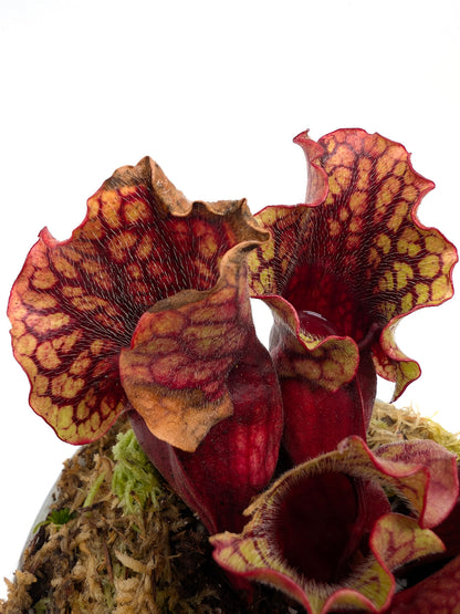 Sarracenia purpurea ssp. venosa 'Belly of Blood' x venosa Sheely Pond