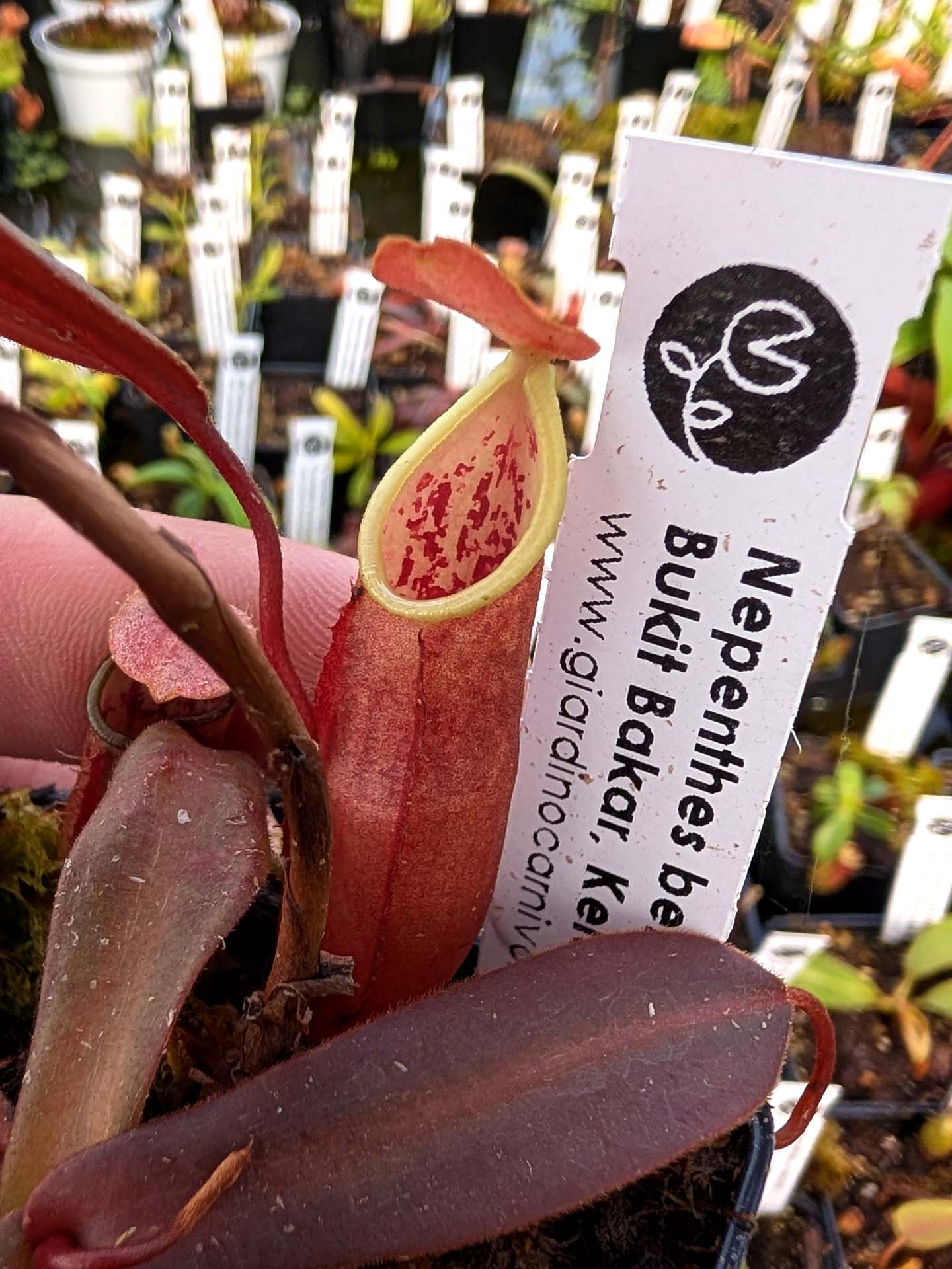 Nepenthes benstonei Bukit Bakar, Kelantan, Malaysia