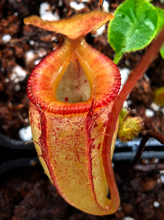 Nepenthes flava x tenuis  Andrea Bianchi Cross