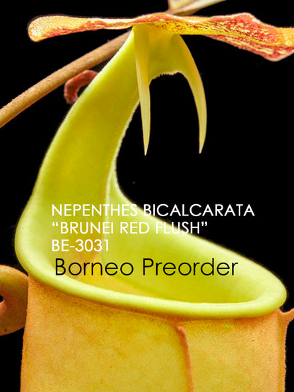 Nepenthes bicalcarata „Brunei Red Flush“ BE-3031