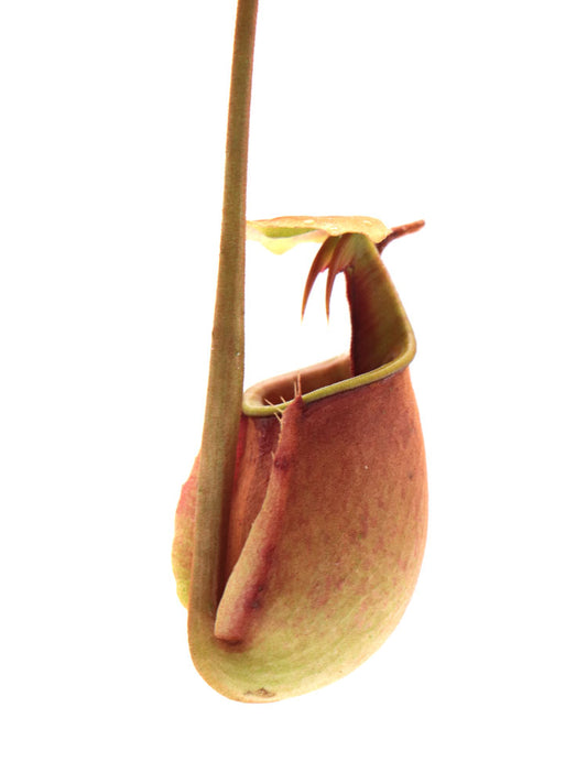 Nepenthes bicalcarata  Sipitang, Borneo