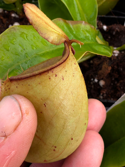 Nepenthes bicalcarata x ampullaria BE-3033