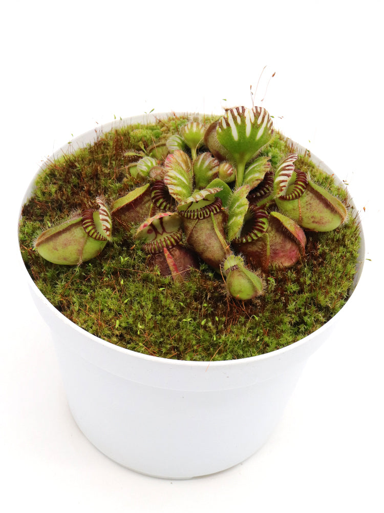 Cephalotus follicularis  'Big Boy'