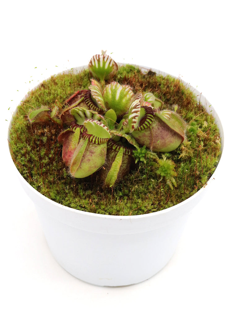 Cephalotus follicularis  'Big Boy'