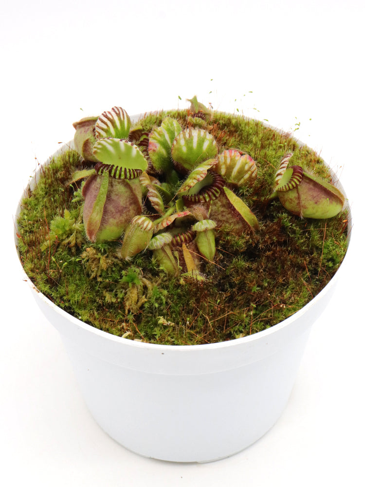 Cephalotus follicularis  'Big Boy'