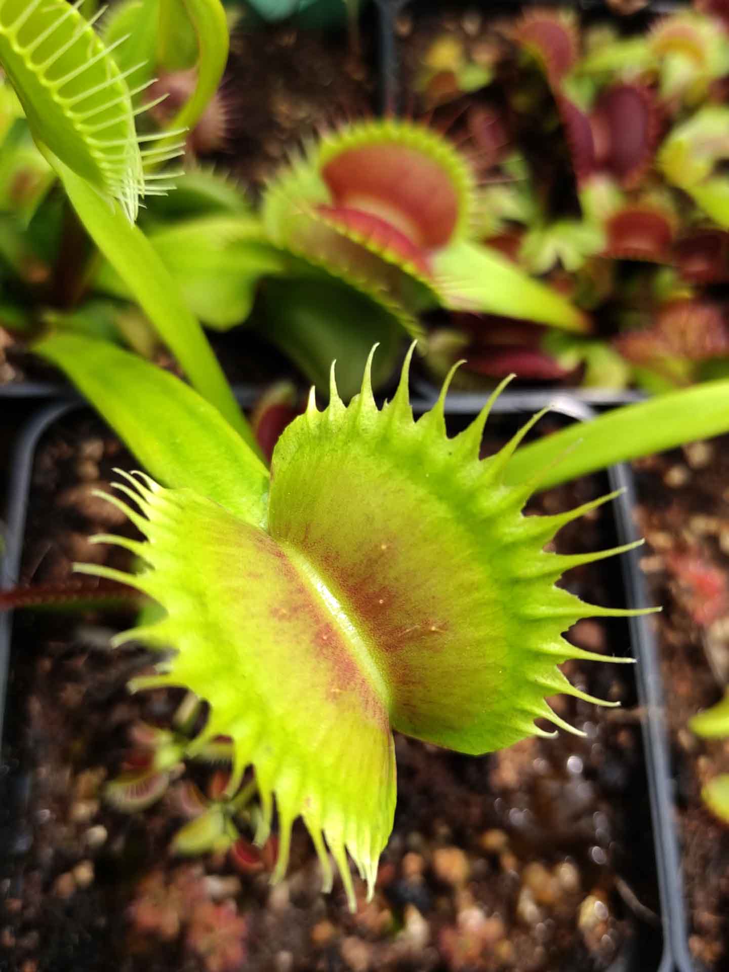 Dionaea muscipula Big Dracula x Up Giant #5
