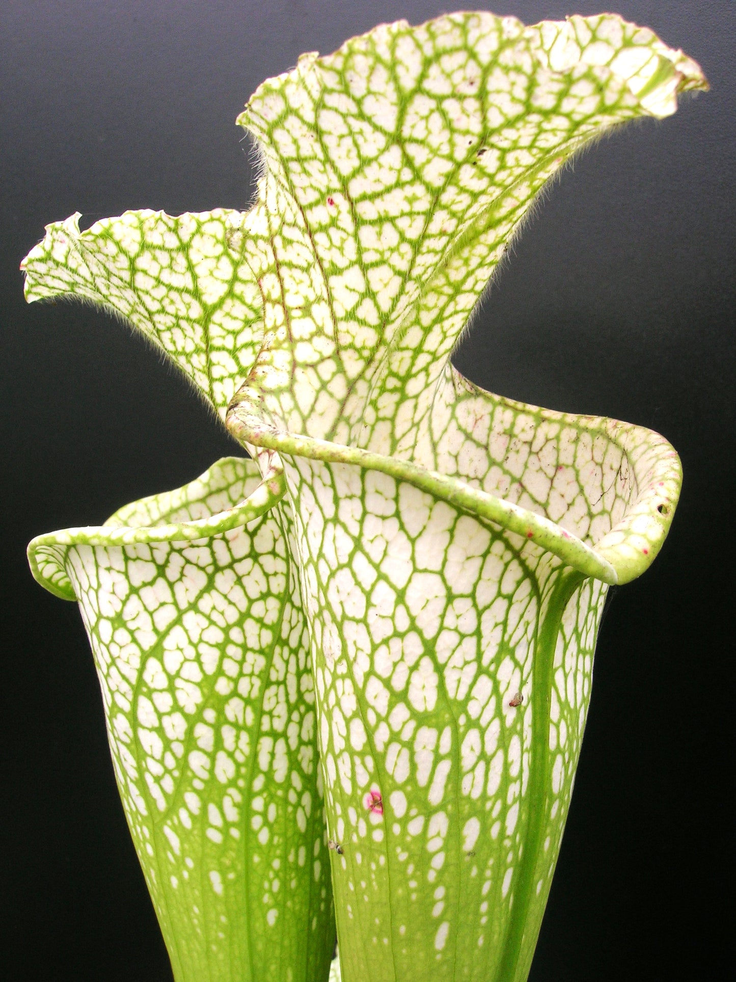Sarracenia leucophylla  "Bila 1 x 2 VV" Srba