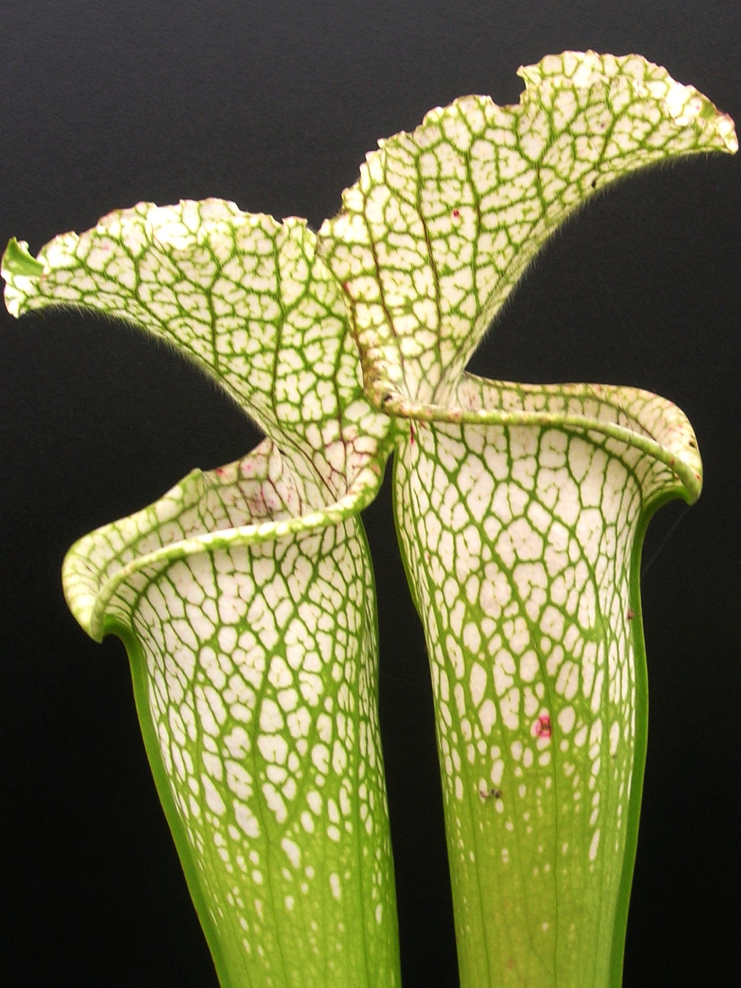 Sarracenia leucophylla  "Bila 1 x 2 VV" Srba