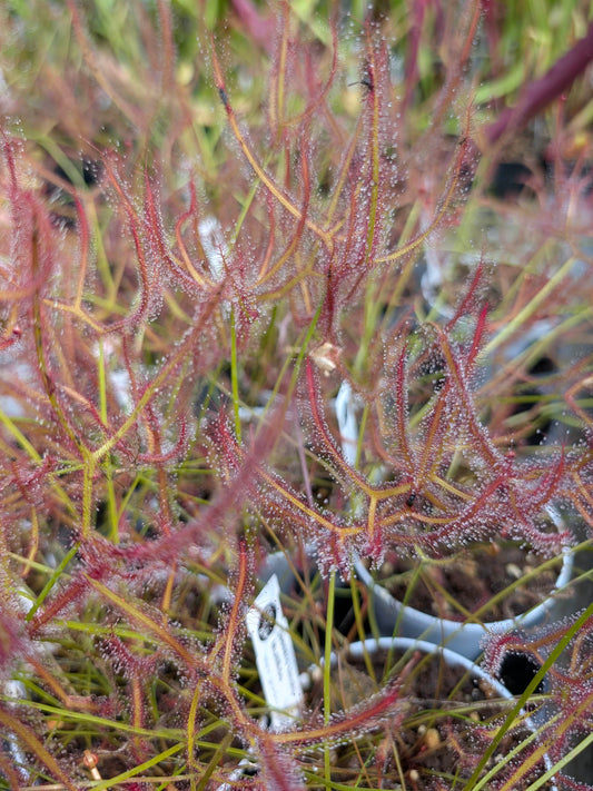 Drosera binata var. multifida