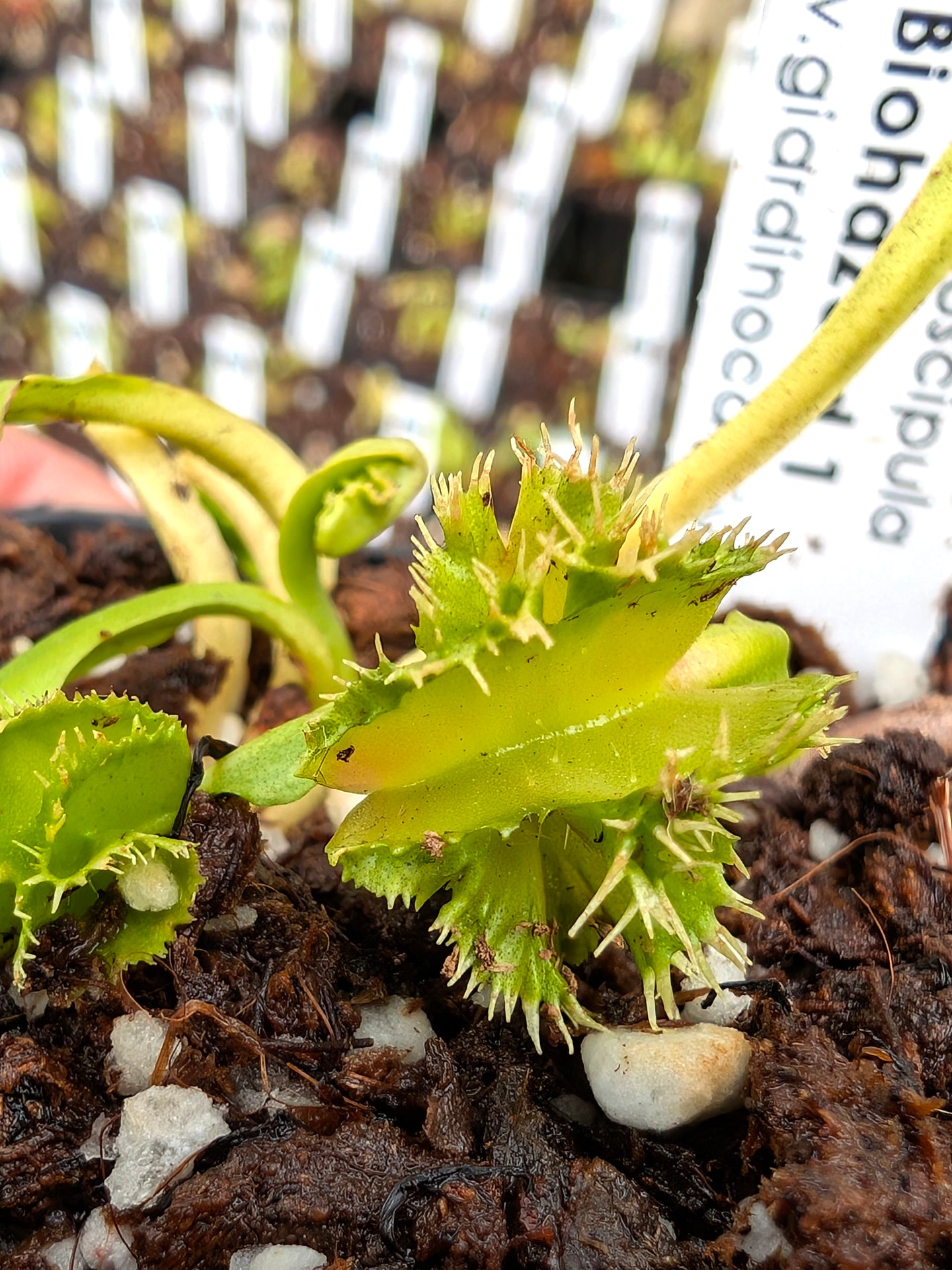 Dionaea muscipula Biohazard 1