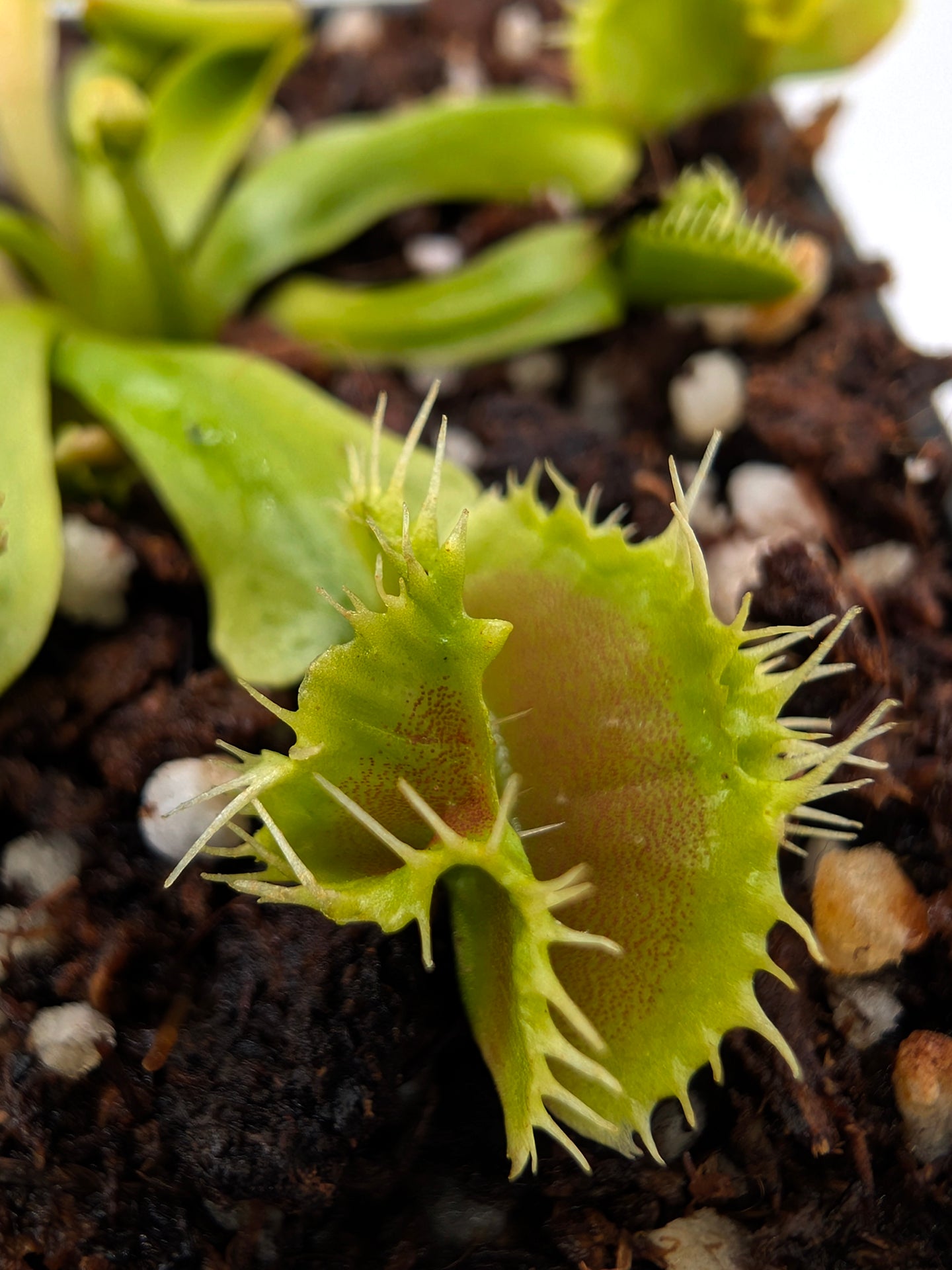 Dionaea muscipula Biohazard 1