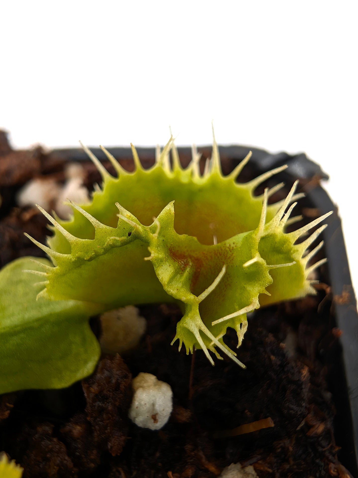 Dionaea muscipula Biohazard 1