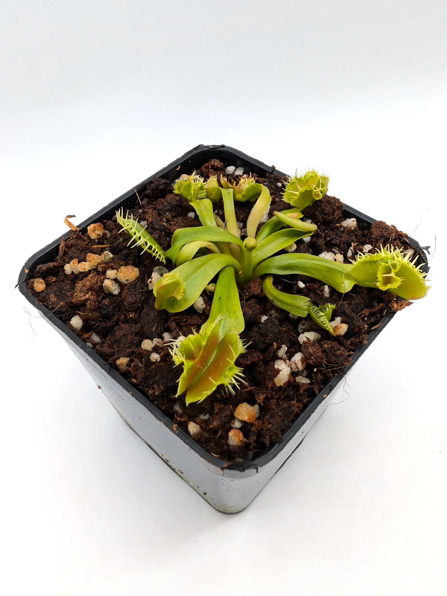 Dionaea muscipula Biohazard 1