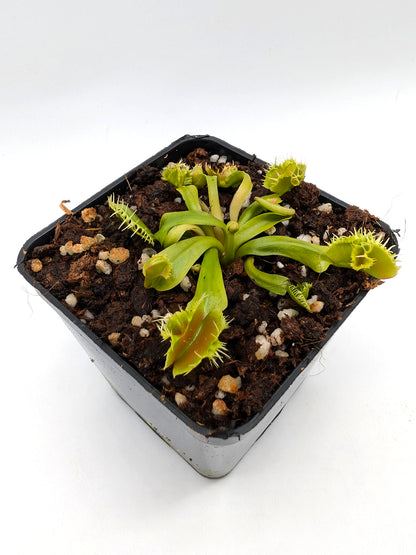 Dionaea muscipula Biohazard 1
