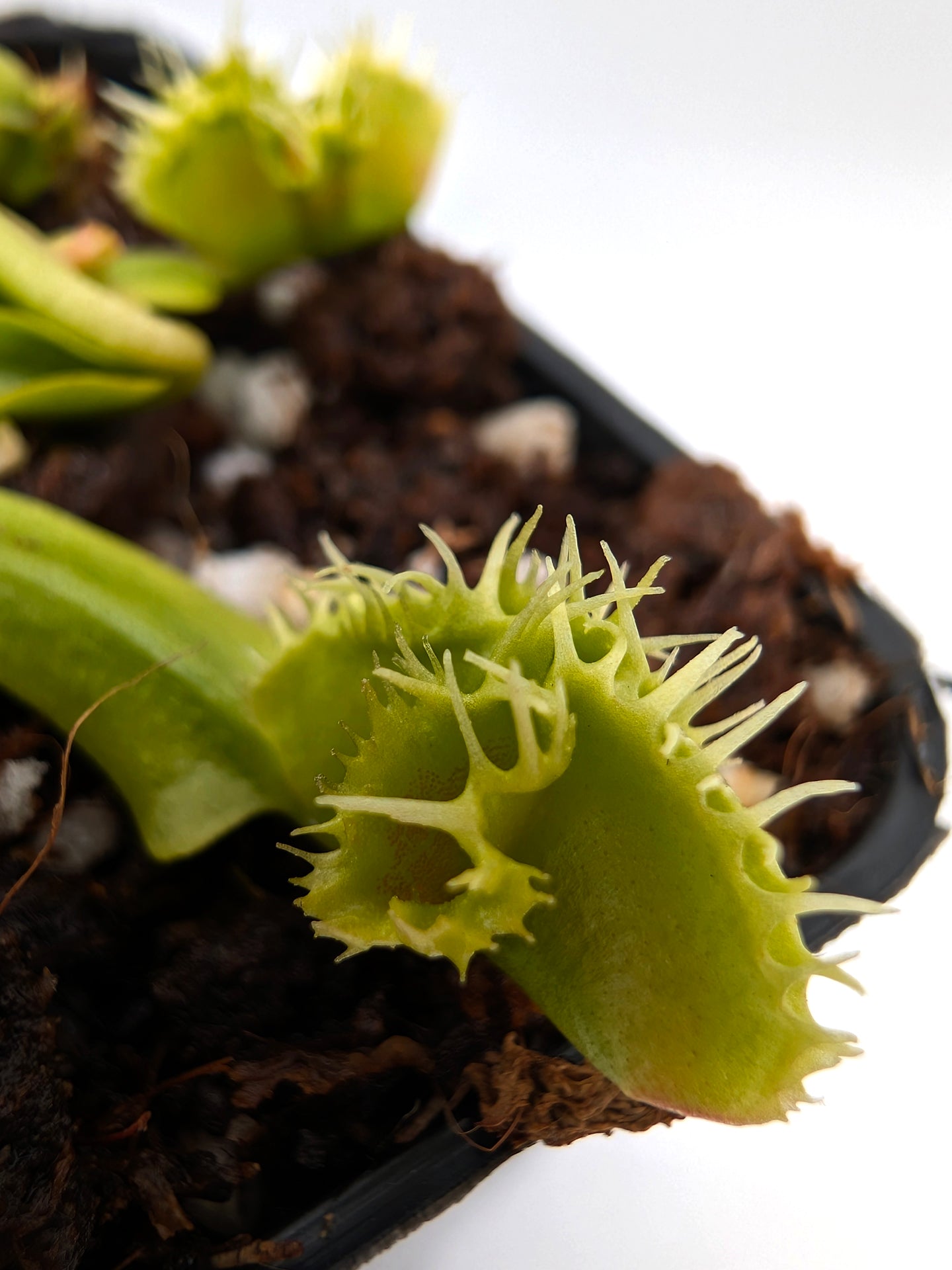 Dionaea muscipula Biohazard 1