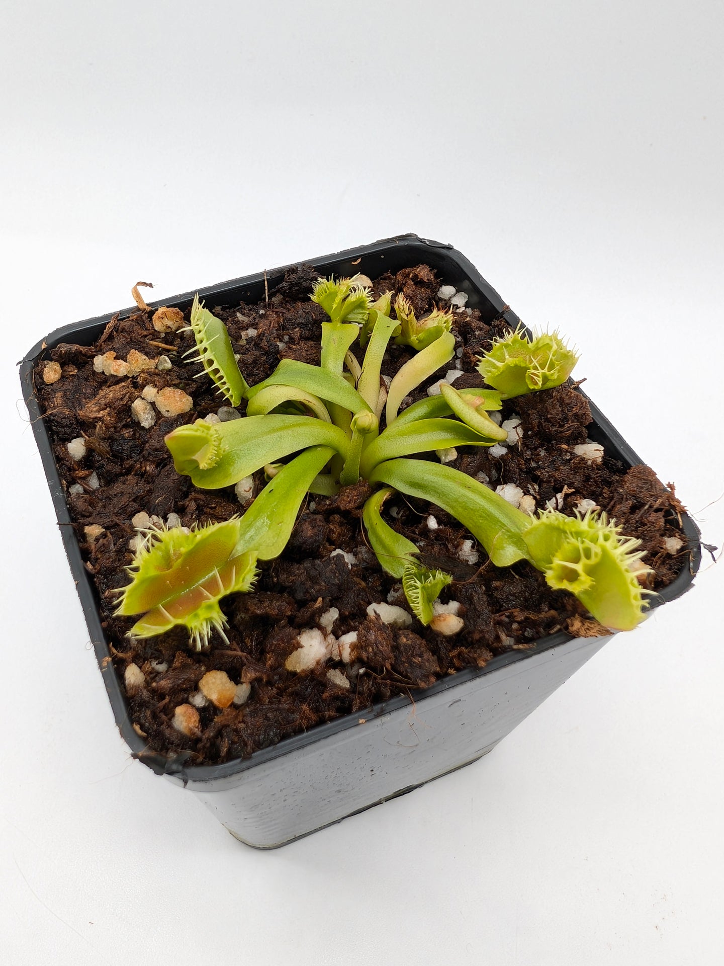 Dionaea muscipula Biohazard 1