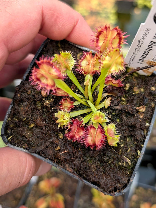 Dionaea muscipula Biohazard 1