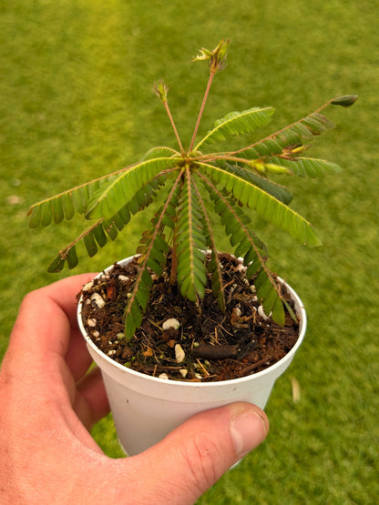 Biophytum sensitivum