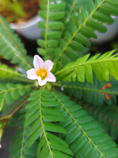 Biophytum sensitivum