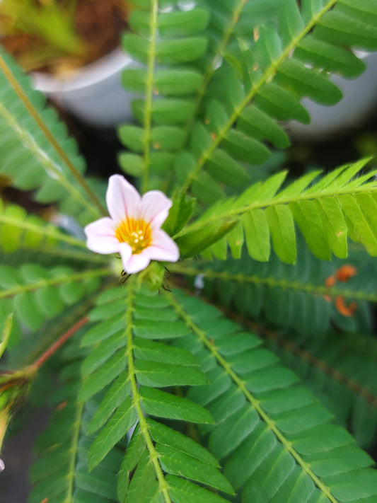 Biophytum sensitivum