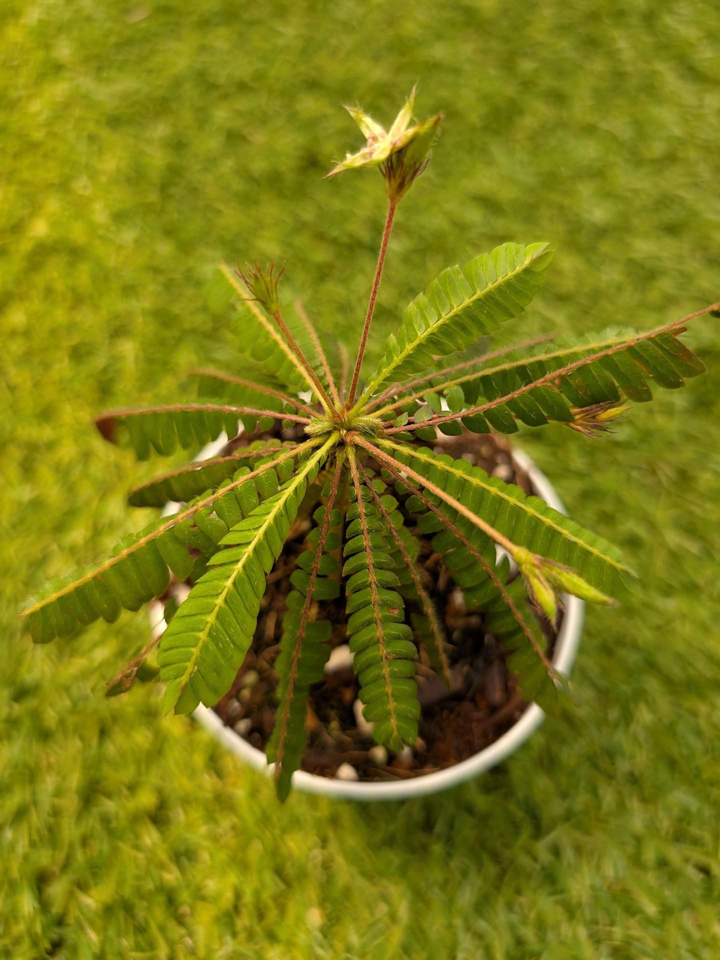 Biophytum sensitivum