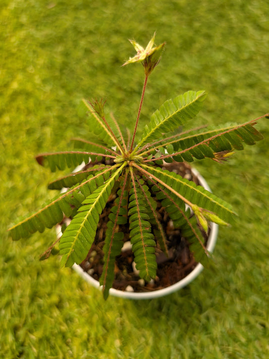 Biophytum sensitivum