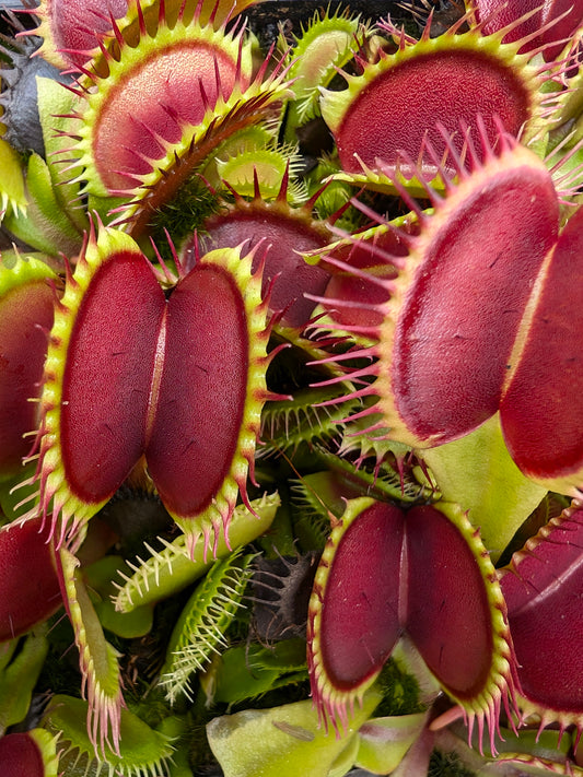 Dionaea muscipula  Black Star