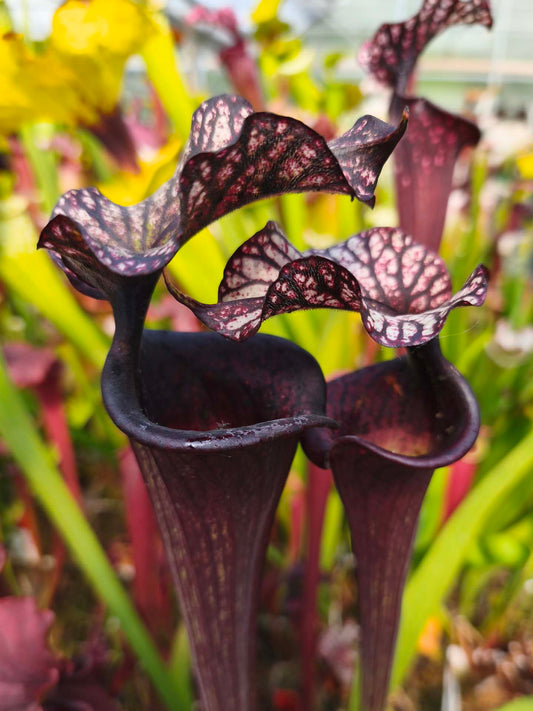 ASTA 8 : Sarracenia "Black Wolf" H87 GC  Small-Medium Size