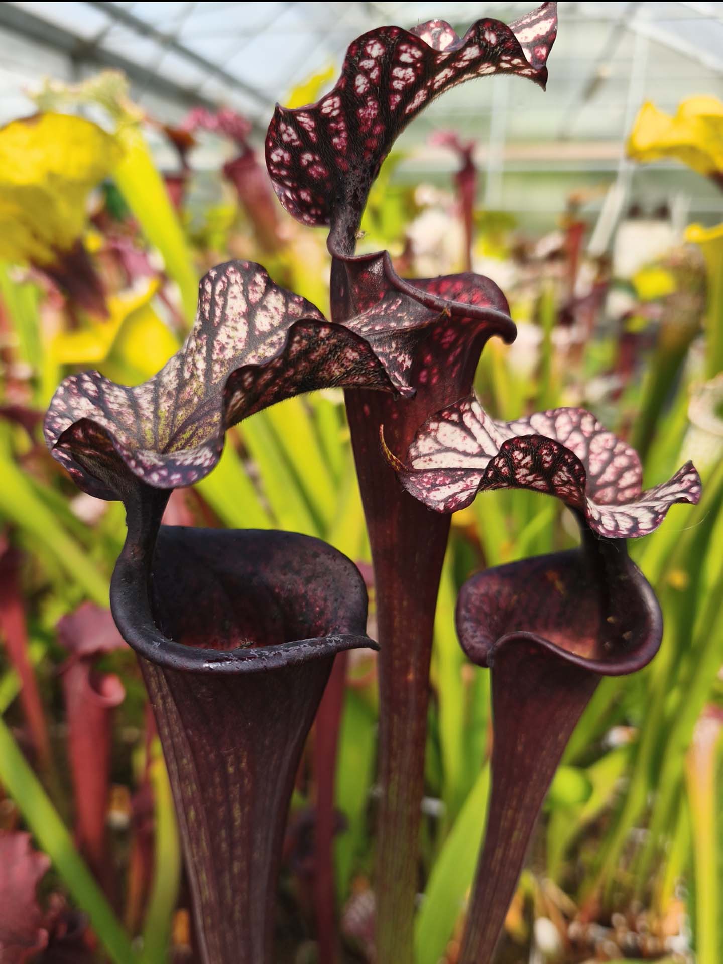 H87 GC Sarracenia "Black Wolf"