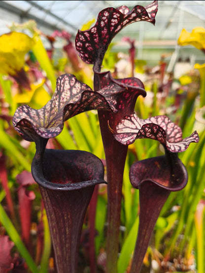 H87 GC Sarracenia "Black Wolf"