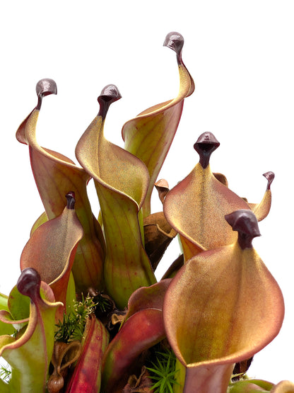 Heliamphora "Black Cherry"
