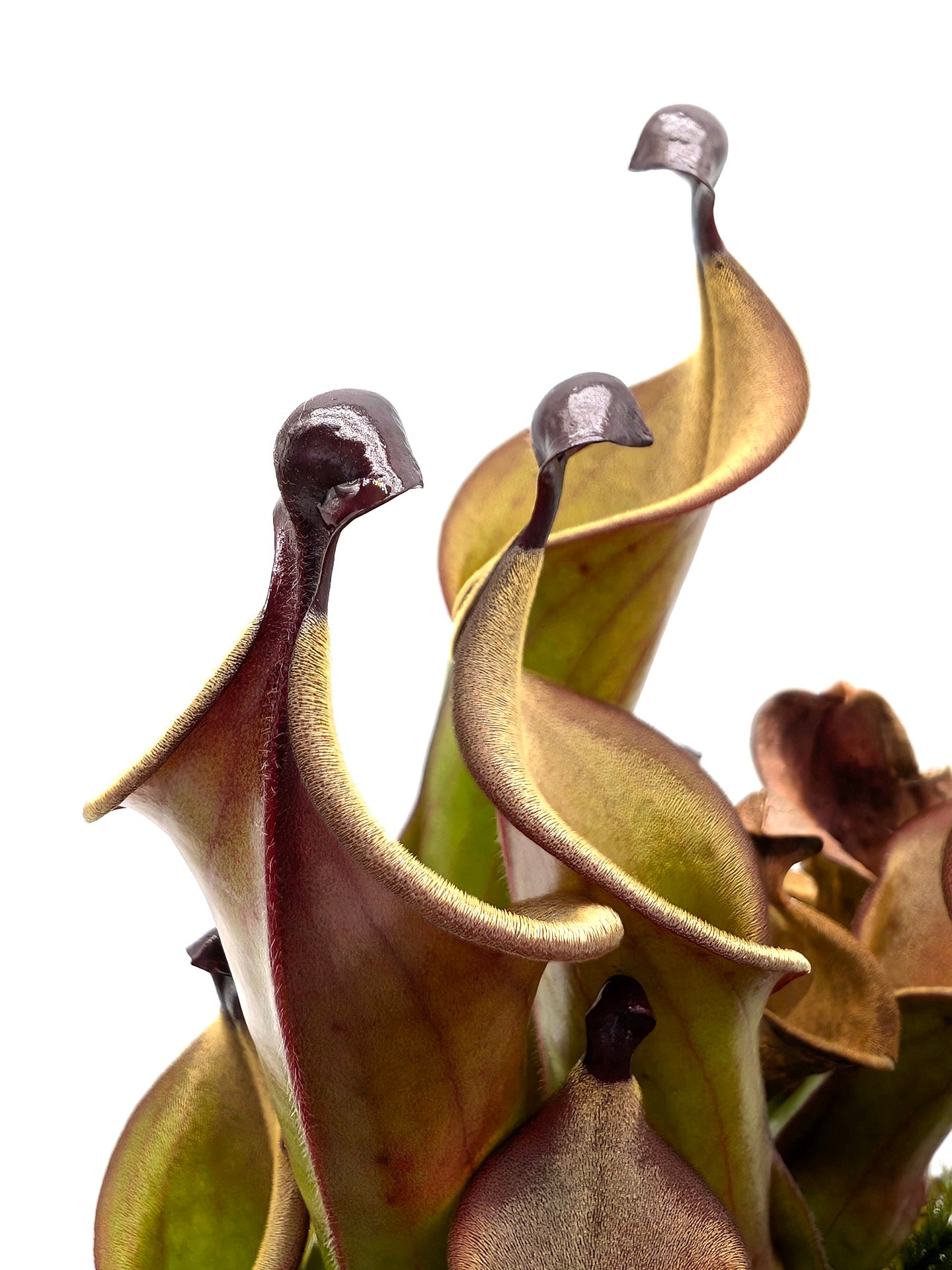 Heliamphora "Black Cherry"