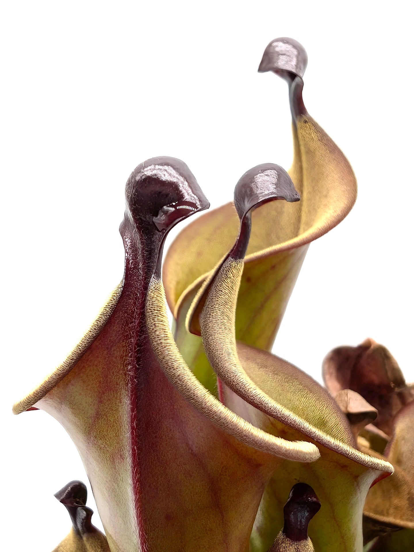 Heliamphora "Black Cherry"