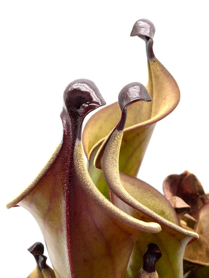 Heliamphora "Black Cherry"