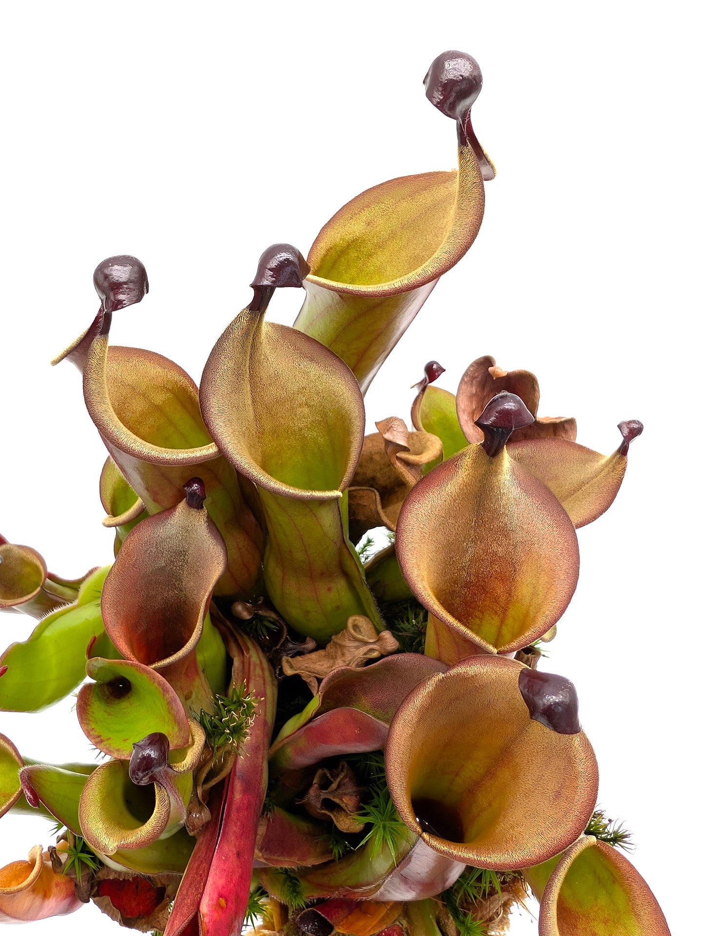 Heliamphora "Black Cherry"
