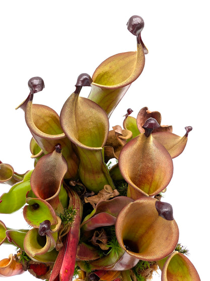Heliamphora "Black Cherry"
