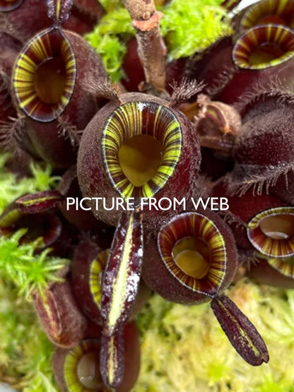 AUKTION 2: Nepenthes ampullaria 'Black Miracle' große Größe