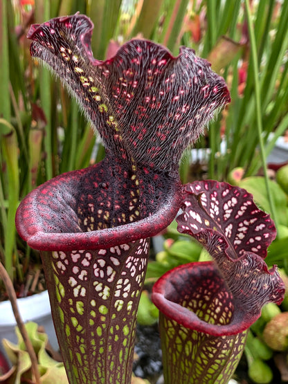 AUCTION 9: Sarracenia leucophylla "Black Sheer" Large Size