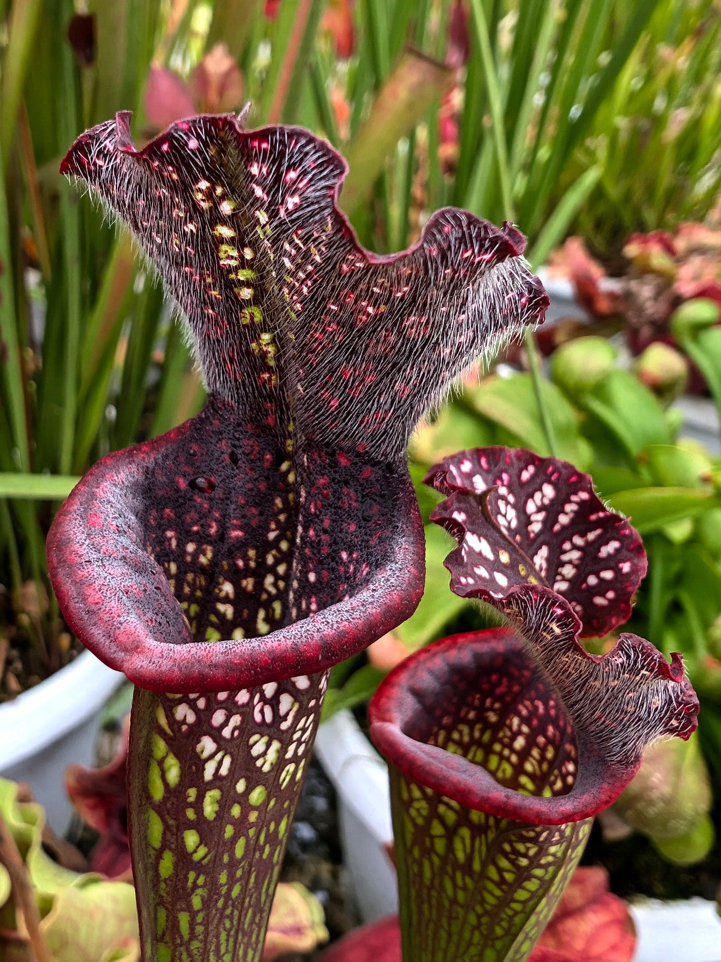 AUCTION 9: Sarracenia leucophylla "Black Sheer" Large Size