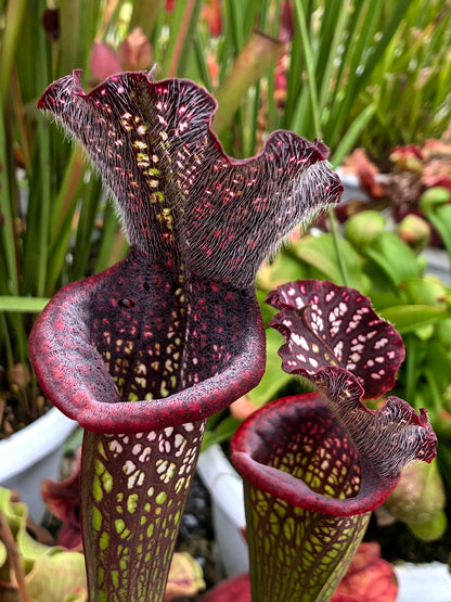 AUCTION 9: Sarracenia leucophylla "Black Sheer" Large Size