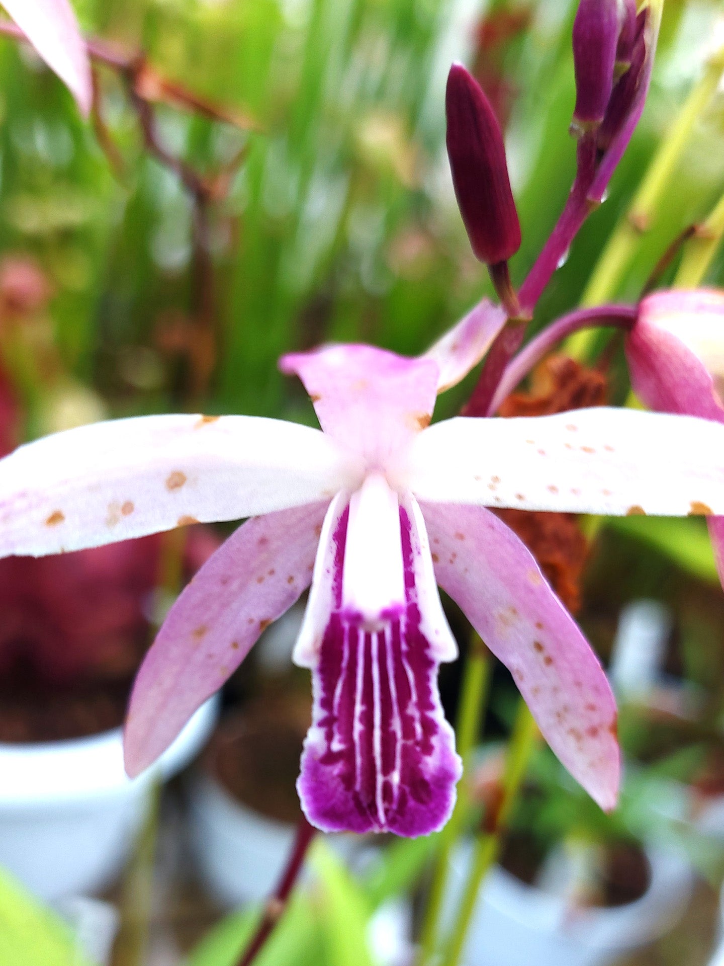 Bletilla Outdoor-Orchidee
