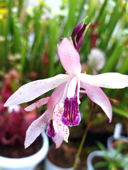Bletilla Outdoor-Orchidee