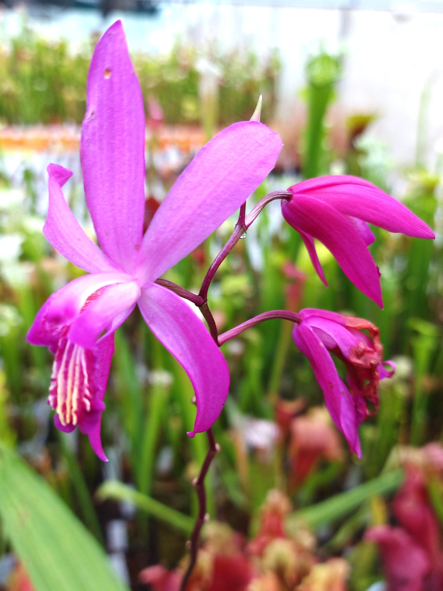 Bletilla Outdoor-Orchidee
