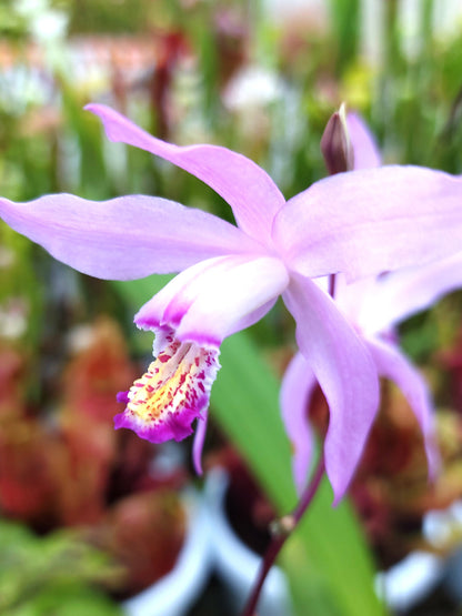 Bletilla Outdoor-Orchidee