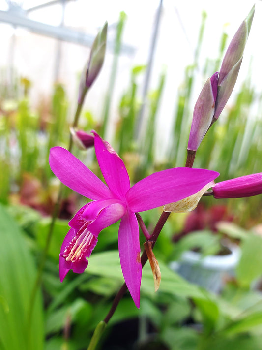 Bletilla  Orchidea da esterno
