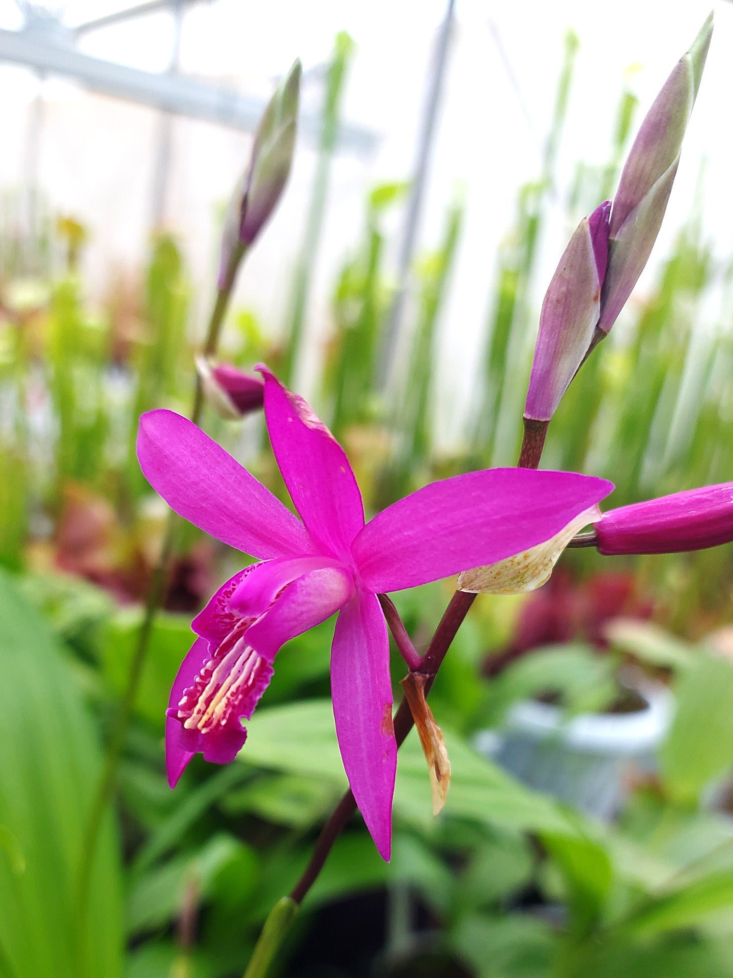 Bletilla Outdoor-Orchidee
